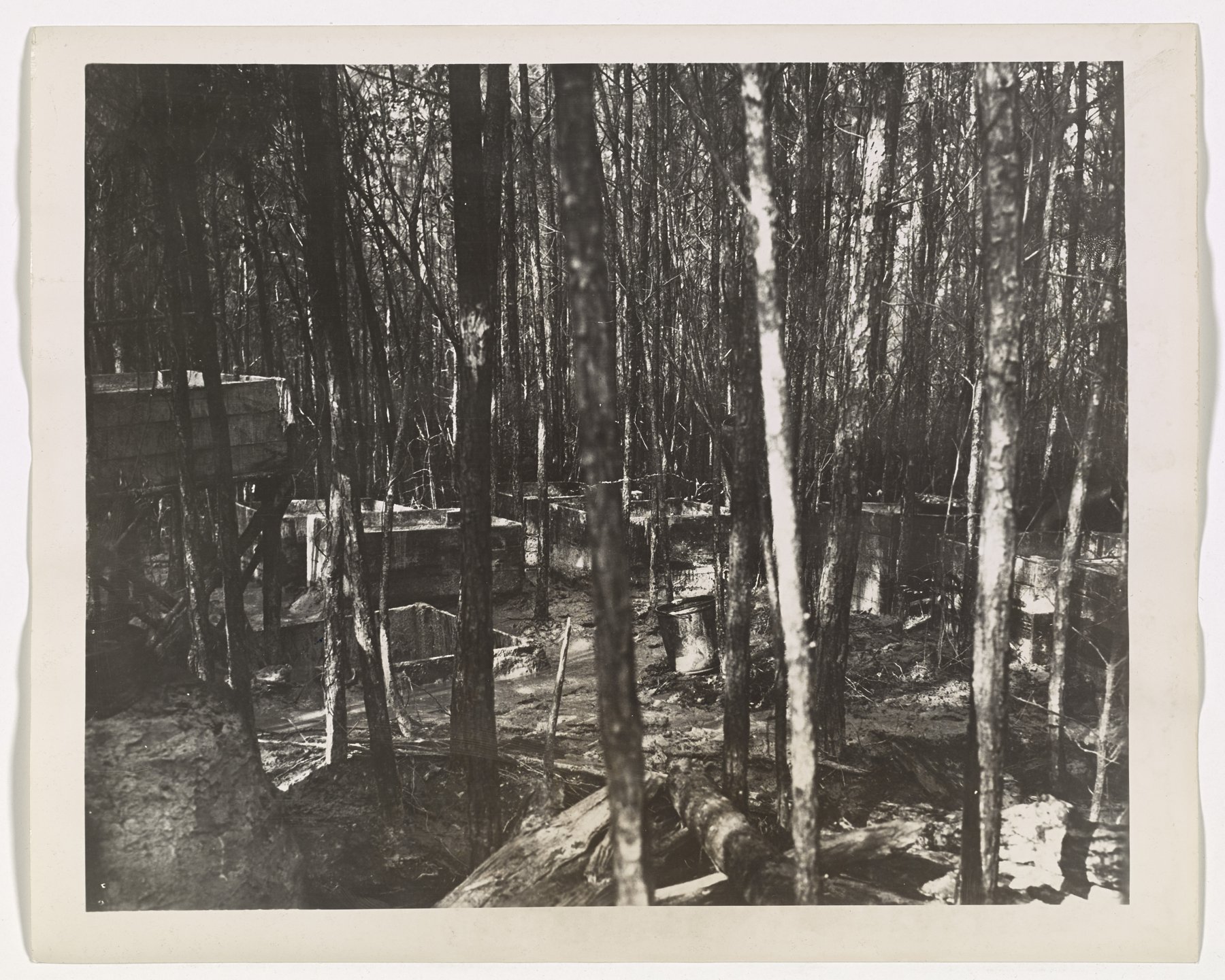 Woods with thin trees; wooden box vats and barrels stand among the trees on muddy ground with logs in the foreground.