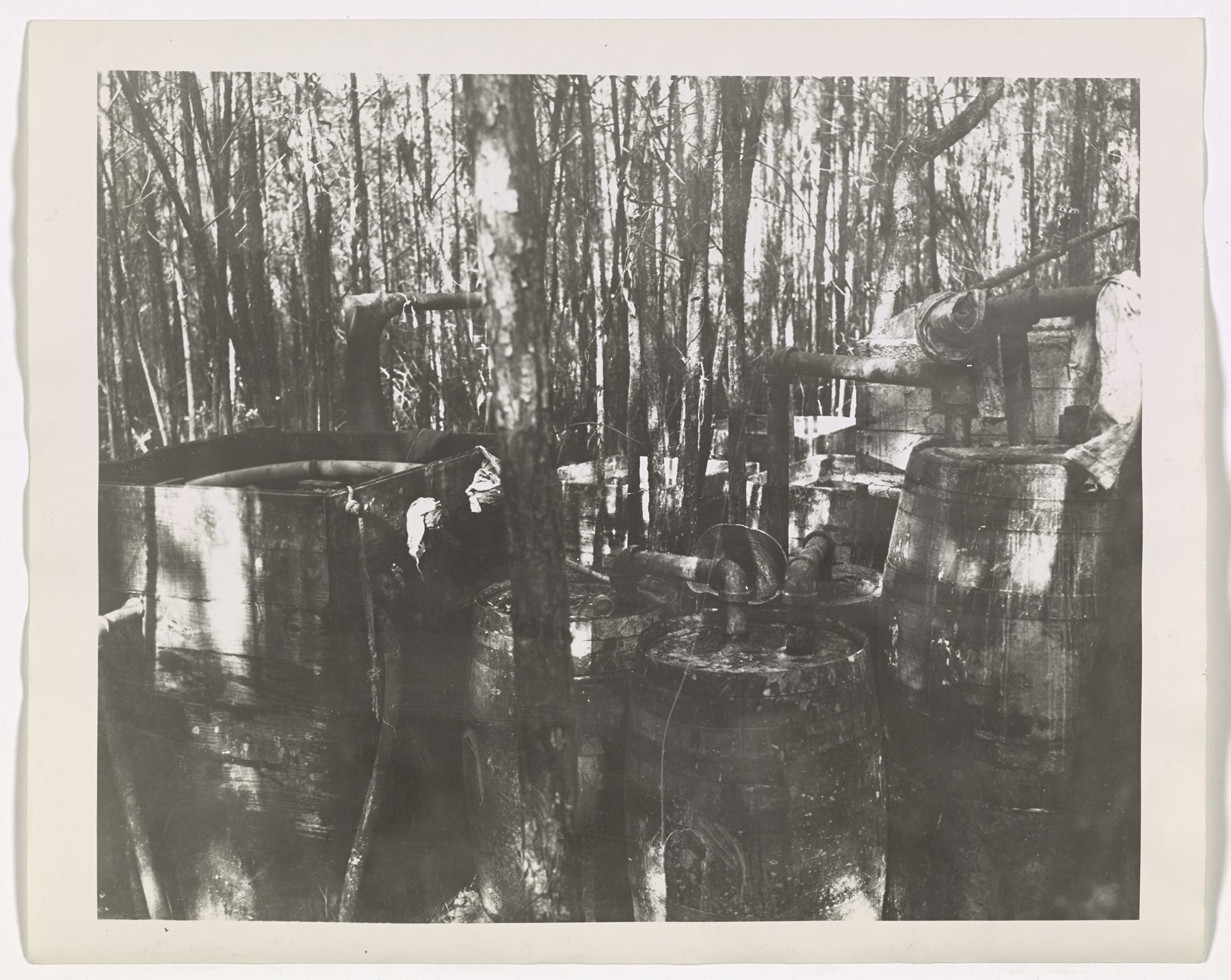 Close view among trees of wooden barrels and a box vat connected by metal pipes, with a cloth draped over a pipe.